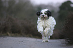 running Tibetan Terrier