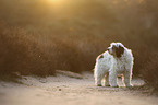 standing Tibetan Terrier