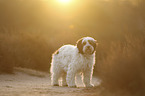 standing Tibetan Terrier