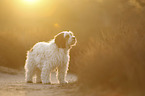 standing Tibetan Terrier