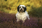 sitting Tibetan Terrier