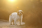 standing Tibetan Terrier