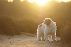 standing Tibetan Terrier