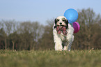 walking Tibetan Terrier
