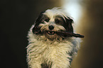 running Tibetan Terrier