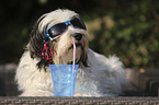 lying Tibetan Terrier
