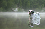 Tibetan Terrier in the water
