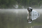 Tibetan Terrier in the water