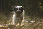 running Tibetan Terrier