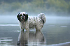 standing Tibetan Terrier