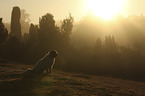 sitting Tibetan Terrier