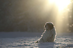 sitting Tibetan Terrier