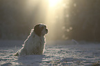 sitting Tibetan Terrier
