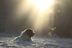 lying Tibetan Terrier