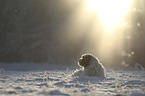 lying Tibetan Terrier