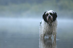 standing Tibetan Terrier