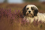 lying Tibetan Terrier