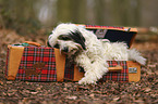 lying Tibetan Terrier