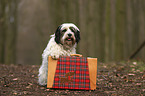 Tibetan Terrier