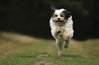 running Tibetan Terrier