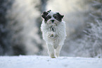running Tibetan Terrier