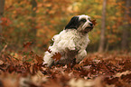Tibetan Terrier