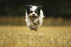 running Tibetan Terrier