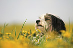 Tibetan Terrier portrait