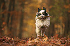 running Tibetan Terrier