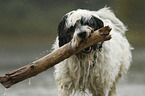Tibetan Terrier in the water