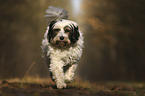 running Tibetan Terrier