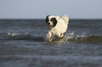 running Tibetan Terrier