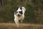 running Tibetan Terrier