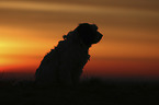 sitting Tibetan Terrier