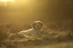 lying Tibetan Terrier