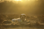 lying Tibetan Terrier