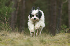 running Tibetan Terrier