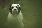 Tibetan Terrier portrait