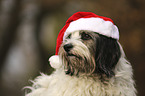 Tibetan Terrier portrait