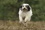 running Tibetan Terrier