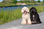 sitting Tibetan Terrier