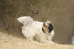 playing Tibetan Terrier