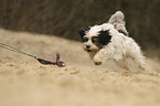 playing Tibetan Terrier