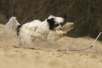 playing Tibetan Terrier