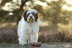 standing Tibetan Terrier