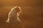 sitting Tibetan Terrier
