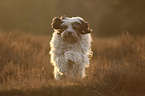 running Tibetan Terrier