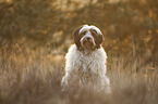 sitting Tibetan Terrier