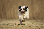 running Tibetan Terrier
