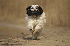 running Tibetan Terrier